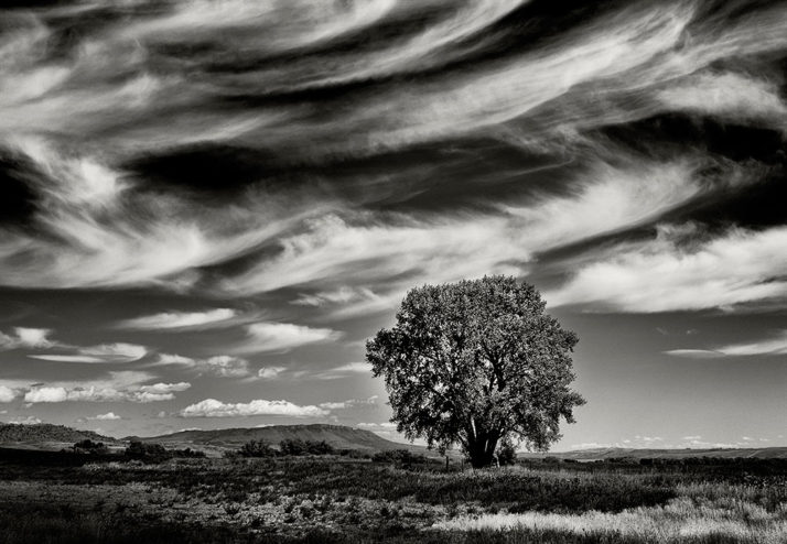 Farmland-Single-Tree-Black-and-White-Photograph