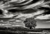 Single Trees