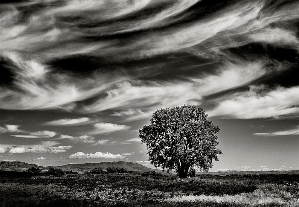 Single Trees  Black  and White  Landscape  Photography  by 