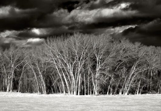 Bright Trees, Montana 2008