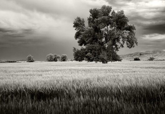 Cool Breeze, Montana 2006