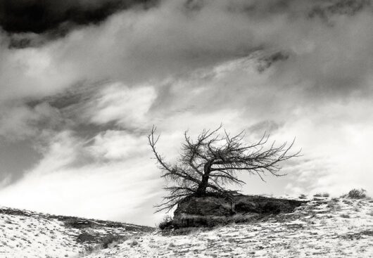 Dead Tree, Montana 2006