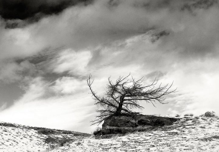 Dead Tree, Montana 2006