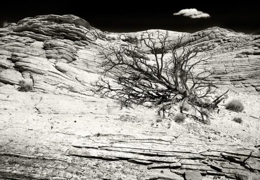 Dead Tree Single Cloud, Utah 2009