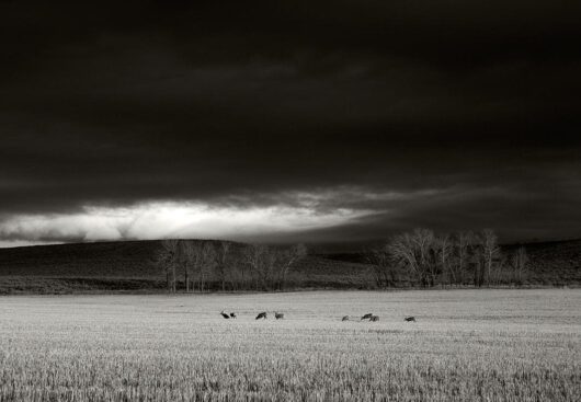 Deer Eating, Montana 2004