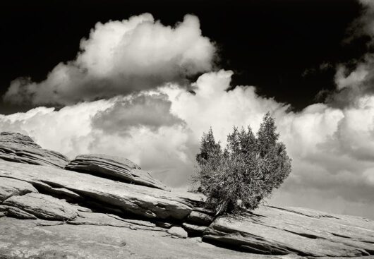 Desert Tree, Utah 2006