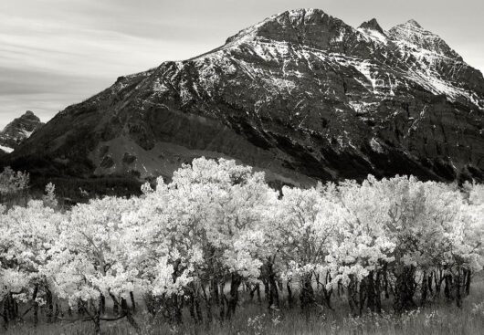 Fall Trees, Glacier National Park 2007