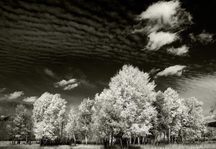 Fall Trees, Grand Teton National Park 2008