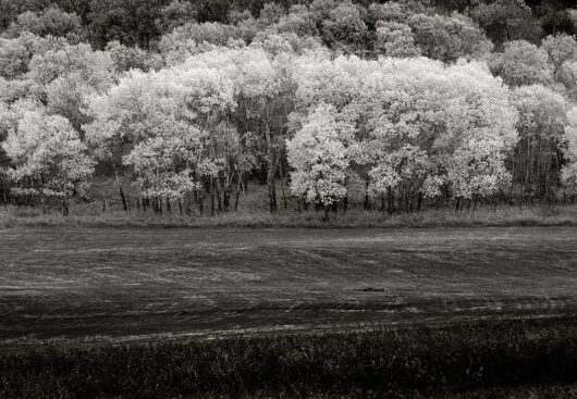 Fall Trees, Montana 2004