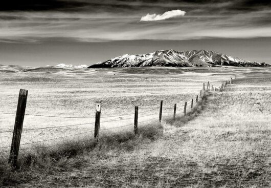 Fenceline with Crazies, Montana 2012