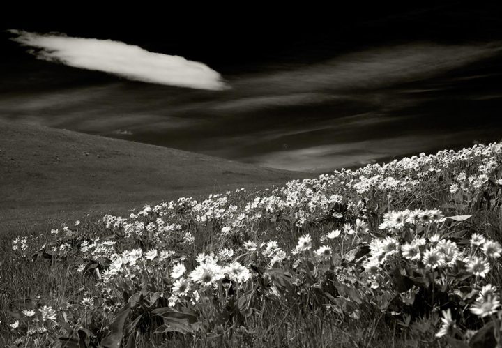 Flowers, Montana 2008