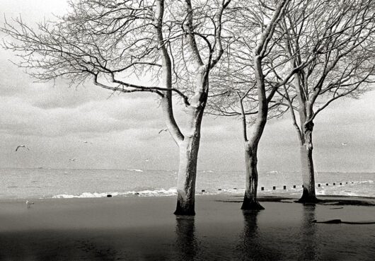 Frozen Trees, Chicago 1998