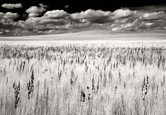 Grassland, Montana 2007