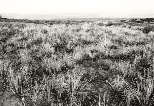 Grassland, Montana 2007