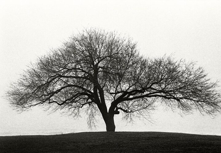 Lake Fog, Chicago 1998