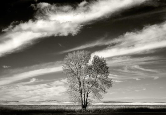 Lone Tree with Cloud Lines, Montana 2008