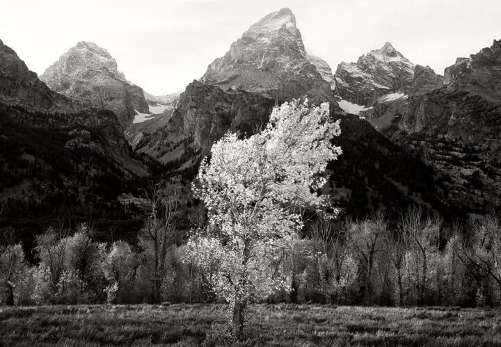 Lone Tree, Grand Teton National Park 2008