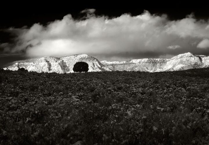 Lone Tree, Utah 2006