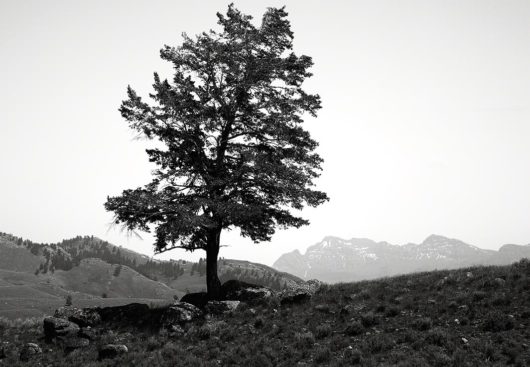 Lone Tree, Yellowstone National Park 2008