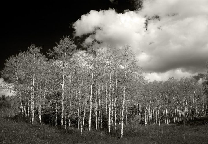 Spring Trees, Montana 2008