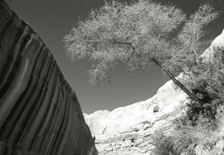 Tree Sprout, Utah 2009