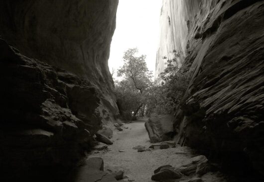 Tree Wedge, Utah 2009