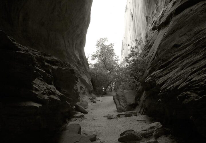 Tree Wedge, Utah 2009