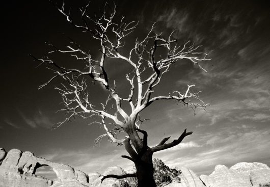 Wild Tree, Arches National Park 2011
