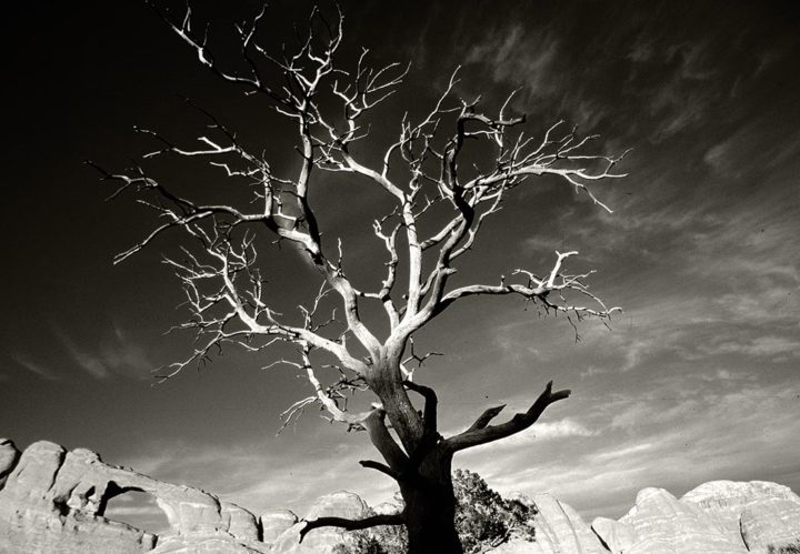 Wild Tree, Arches National Park 2011