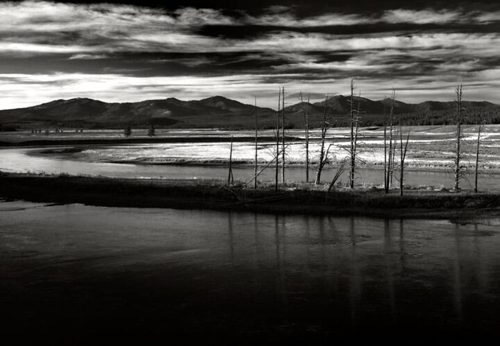 Yellowstone River and Dead Trees, Yellowstone National Park 2007