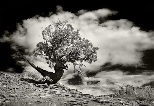 Zen Tree, Utah 2006